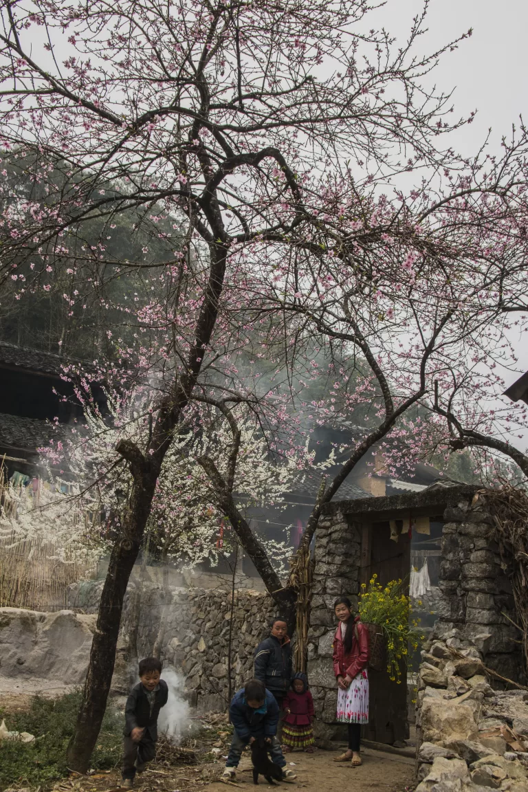 Hoa đào Đồng Văn