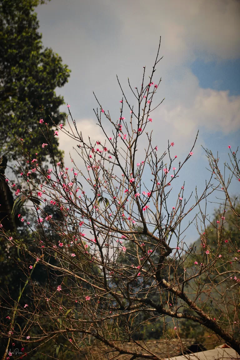 Hoa đào nhà Chúng Pủa