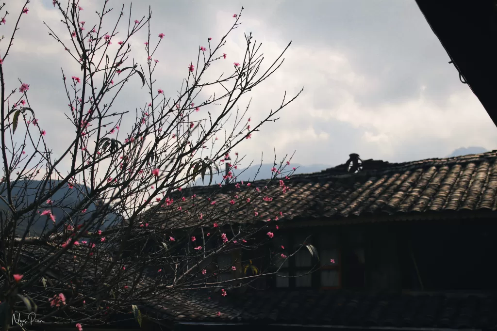Hoa đào sân nhà Chúng Pủa - Auberge de Meo Vac. Blosom flower in Auberge de Meo Vac yard