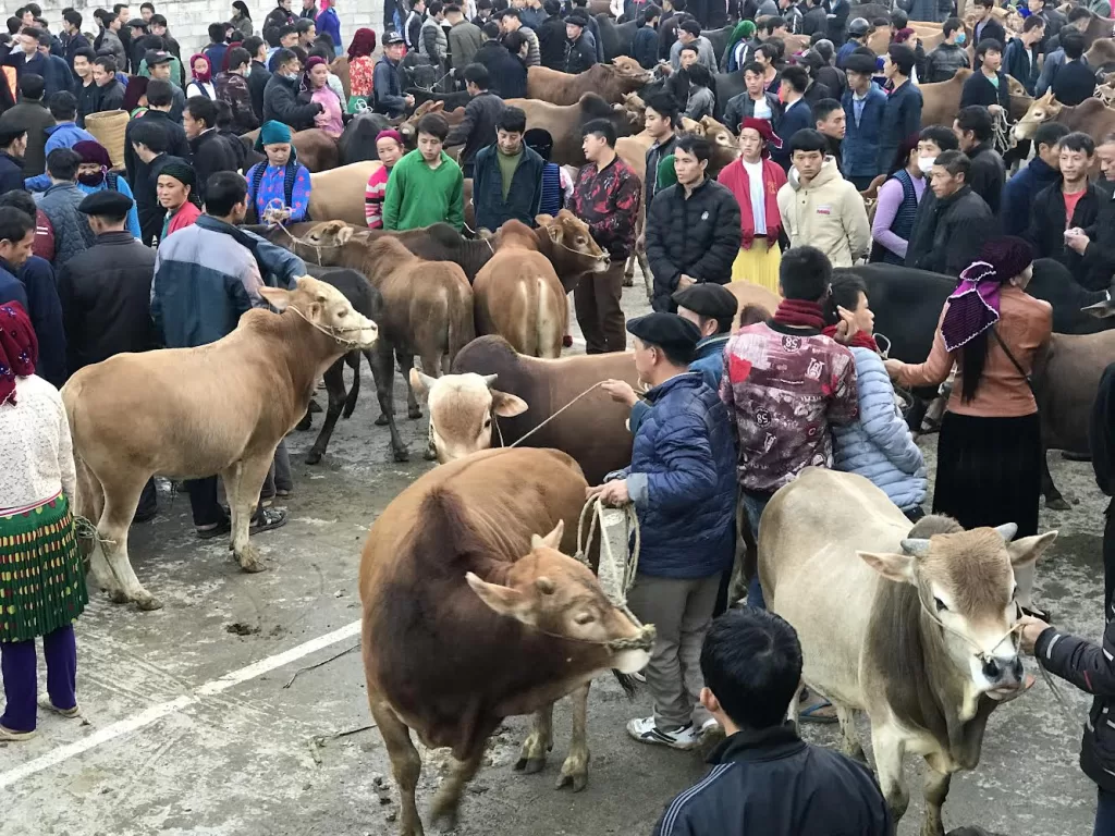 Cow market section in Meo Vac Ha Giang