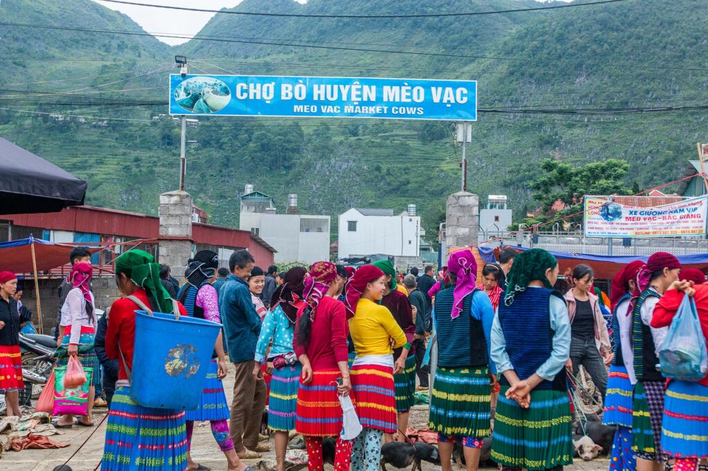 The cow market in meo vac