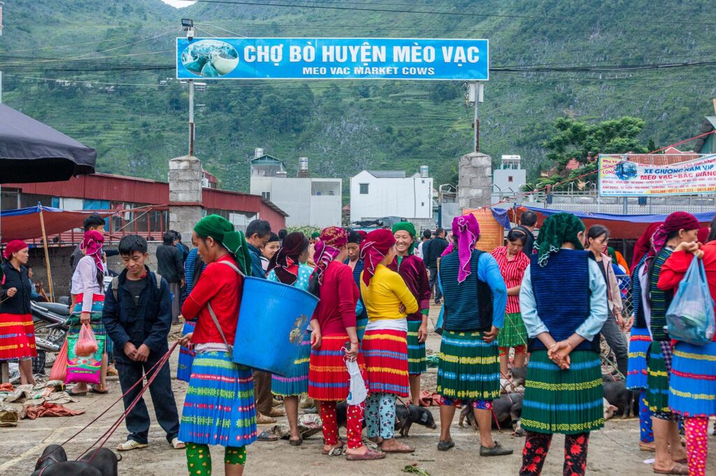 The meo vac cow market,